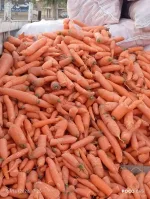 پخش هویج مناسب کترینگ شما در قم