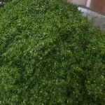 پخش سبزی جات آماده و سرخ شده وخردشده در قم