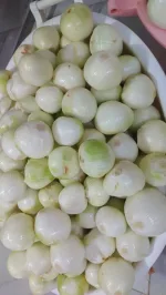 پخش پیاز پوست کنده منجمد و تازه رستورانی در تهران