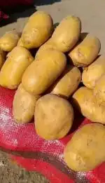 سیب زمینی نو