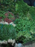پخش سبزی جور باغ عمده