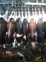 پخش گوشت گوساله باکیفیت