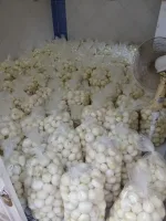 پخش پیاز/سیر پوست گیری شده رستورانی در تهران