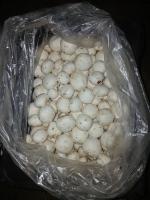 فروش قارچ درجه یک عمده