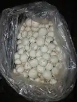 فروش قارچ درجه یک عمده