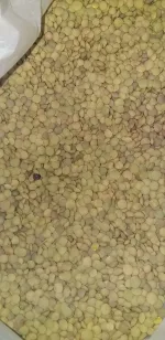 عدس عمده 
