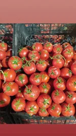 پخش تره بار به صورت مستقیم 