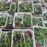 پخش سبزی خوردن رستورانی
