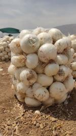 فروش عمده پیاز میدانی