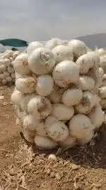 فروش عمده پیاز میدانی