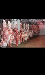 پخش گوشت گوسفندی و گوساله گرم عمده در قم