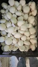 پخش قارچ رستورانی در تهران