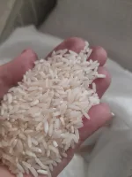 برنج مازندران