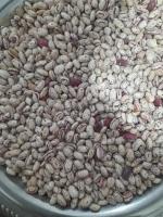 لوبیا چیتی عمده آذربایجان