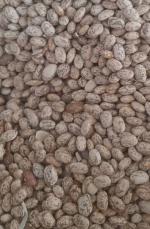 لوبیا چیتی رستورانی محلی تناژ بالا