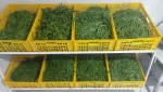 پخش سبزی خردشده و سرخ شده رستورانی در قم