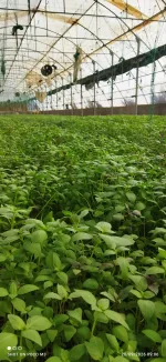 ریحان گلخانه‌ای 