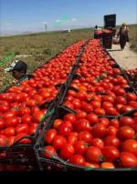 پخش گوجه رستورانی